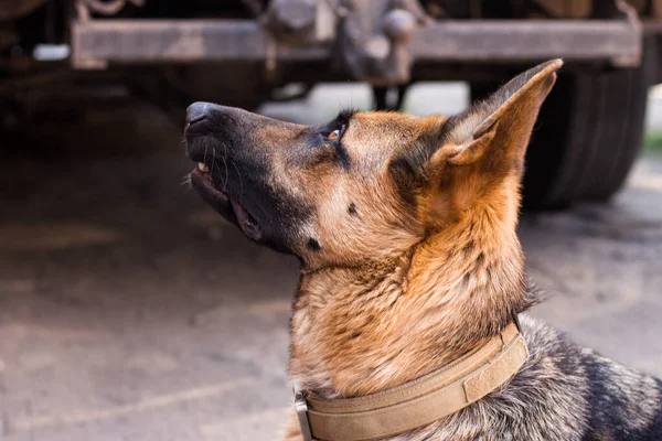 Profildeki güzel Alman Çoban köpeği yukarı bakıyor.