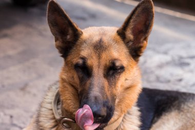 Komik genç Alman çoban köpeği gözleri kapalı yalıyor.