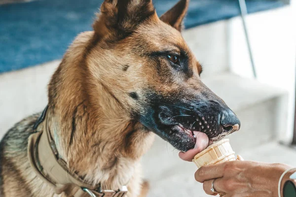 ドイツのシェパードはワッフルカップからアイスクリームを食べる — ストック写真