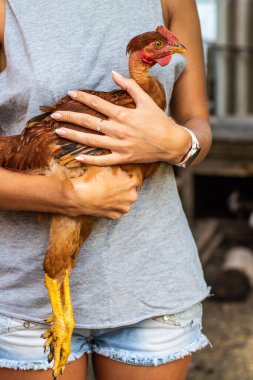 Bir kızın elinde ev yapımı kırmızı tavuk. Kız tavuğa sarılıyor, kollarında tutuyor ve ona sarılıyor.