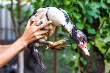Yeşillik arka planında bir kızın ellerinde evcil genç ördek