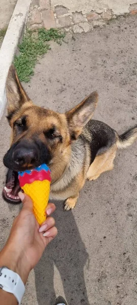 Cão Pastor Alemão Está Mordendo Brinquedo Sorvete Nas Mãos Uma — Fotografia de Stock