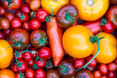 Farklı türde taze domatesler. Sonbahar ve hasat. Domates soslu yemek arkaplanı. Sonbahar hasadı ve taze domates pişirme konsepti. Sağlıklı yemek..