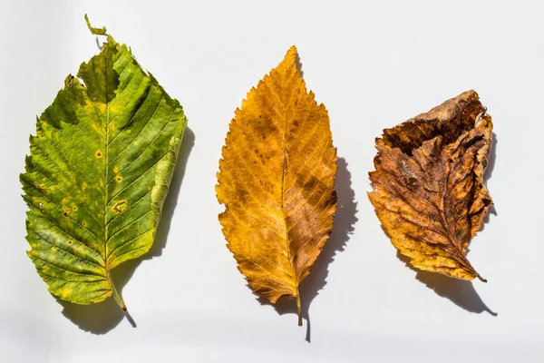 Folhas Outono Modificam Cor Contexto Branco Mudança Conceito Temporada Simbolismo Fotografia De Stock