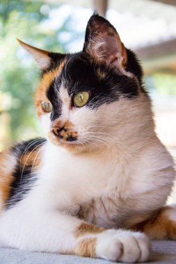 Evcil bir kedinin portresi