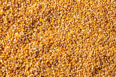 Toplu mısır taneleri. Soyulmuş mısır arkaplanı