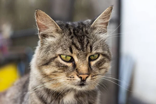 Domowe średniowłosy kotek pręgowany z zielonymi oczami zbliżenie portret — Zdjęcie stockowe