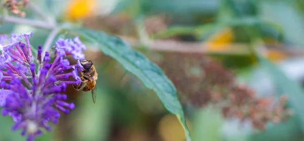 Großaufnahme einer Honigbiene auf einer lila Blume im Garten, Banner mit Platz für Text. — Stockfoto