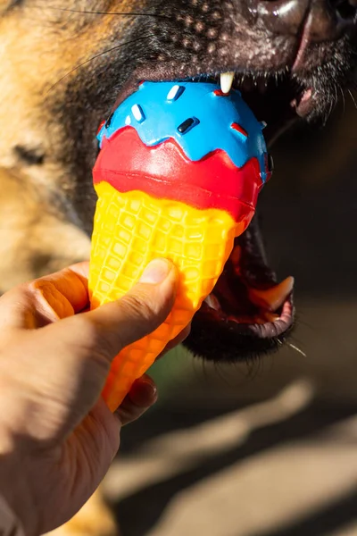 독일 산 셰퍼드 장난감 고무 아이스크림을 먹는 개 — 스톡 사진