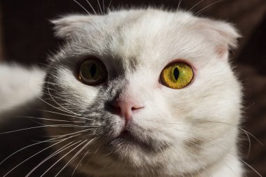 Büyük açık kehribar gözlü, beyaz renkli, şaşırmış bir İskoç kedinin portresi.