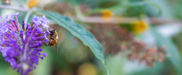 Közelkép egy mézelő méh egy lila virág a kertben, zászló helyet a szöveges. — Stock Fotó