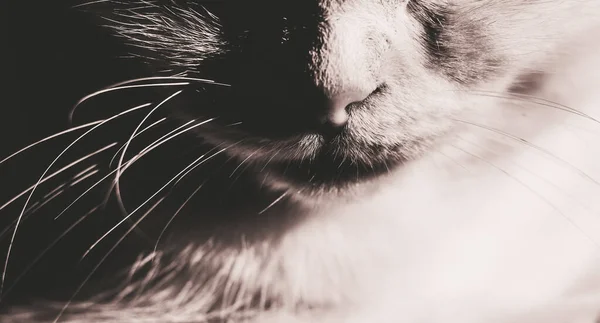 Nez, bouche et longue moustache d'un chat, gros plan, noir et blanc — Photo