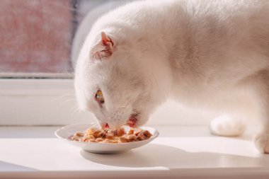 Beyaz İskoç kedisi beyaz bir pencere pervazında kedi maması yiyor.