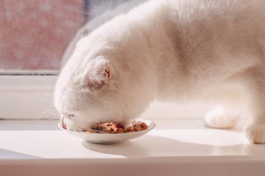  Islak kedi maması yiyen aç beyaz İskoç kedisi beyaz bir pencere pervazında konserve yiyecek.