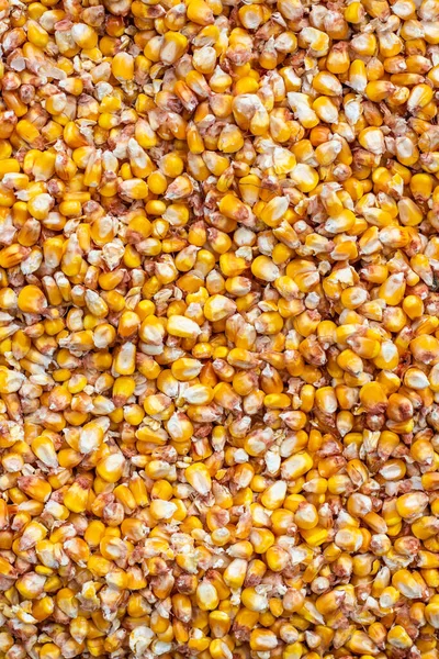 Bulk corn kernels. Peeled yellow corn dried in the sun background