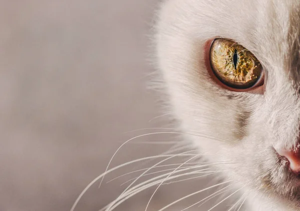 Eye of a white cat close-up with space for text — Stock Photo, Image