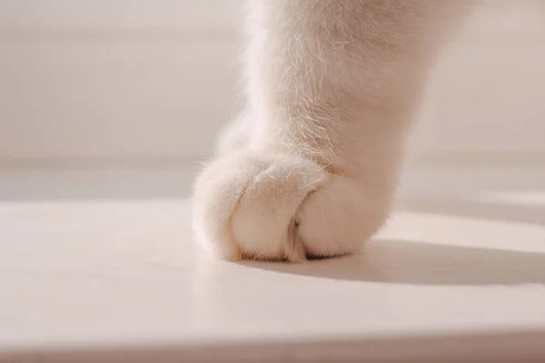 Fluffy paw of a white cat on a white background. Atmospheric photo of comfort and warmth