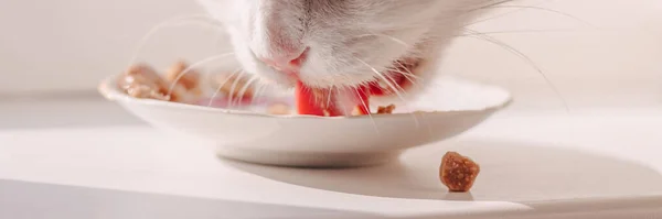 A white cat eats from a white plate cat food canned food licking a plate with his tongue on a white background — Stock Photo, Image