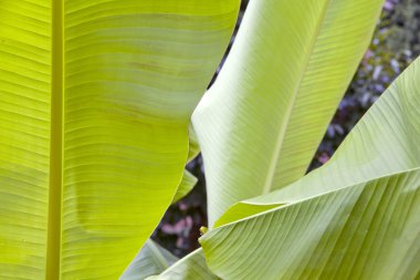 Muz ağacı yaprakları