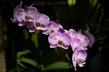 Güzel, güneşli Tilki Kuyruklu Orkide. Rhynchostylis retusa