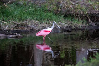 Florida tropikal kuşu Roseate Spoonbill suda sinsice dolaşıyor. Eğer sakin suda yansıma vurgulanırsa kaşık faturası. 