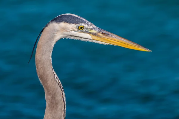 Profil Rapproché Beau Héron Bleu — Photo