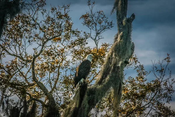 Piękny Florida American Eagle Siedzi Mech Pokryte Drzewo — Zdjęcie stockowe