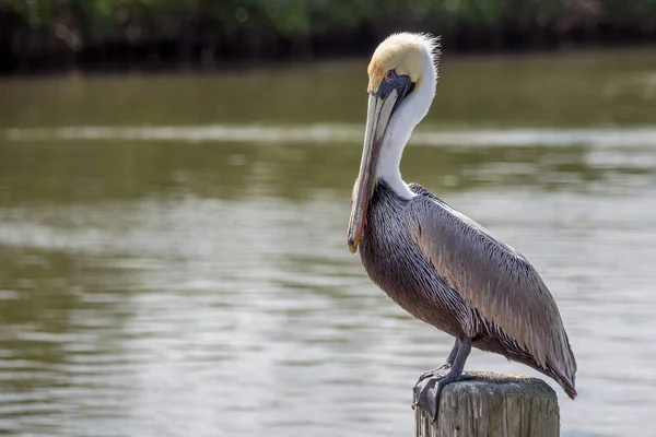Floryda Brown Pelican Siedzi Nad Jeziorem Stosy — Zdjęcie stockowe