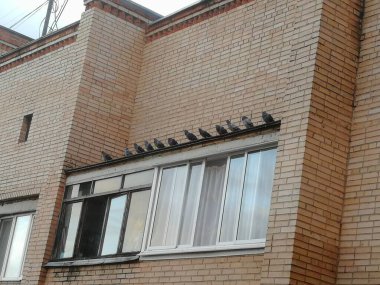 Şehrin balkonunda ne yiyeceğimizi düşünen bir güvercin sürüsü.