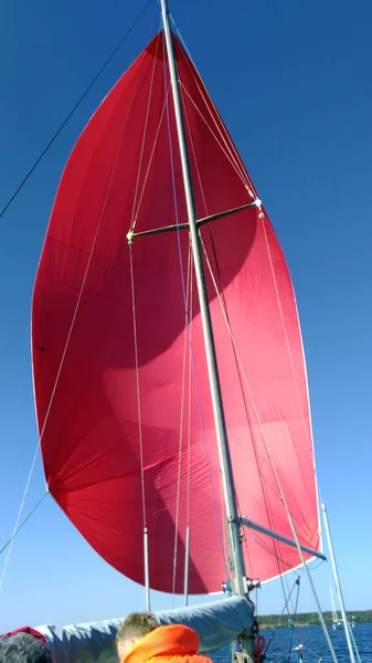 Yacht sail filled with wind, developing, Beautiful (coloring) colors of the sail, Spinnaker, fordewind