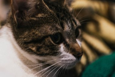 Yatakta dinlenen tekir bir kedi.