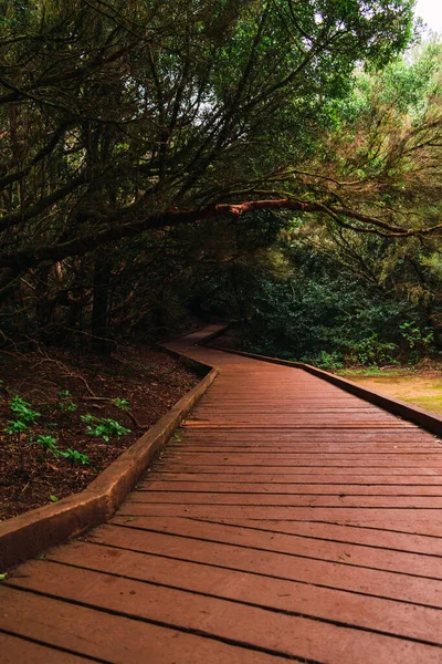 Ormanın içindeki tahta patikada yeşil ağaçlar eğrilik oluşturuyor.
