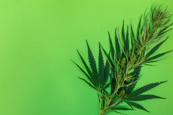 Yeşil arka plan üzerine bir esrar dalı, tedavi edici ve eğlence amaçlı bir uyuşturucu olarak marihuana, metin için kopyalama alanı