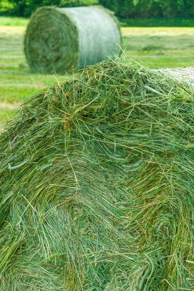 Close Zicht Groen Vers Hooi Voor Vee Tijdens Veldwerk Voor — Stockfoto