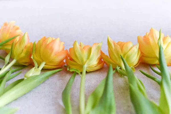 Close Yellow Tulips White Festive Composition Flowers Copy Space Your — Stock Photo, Image