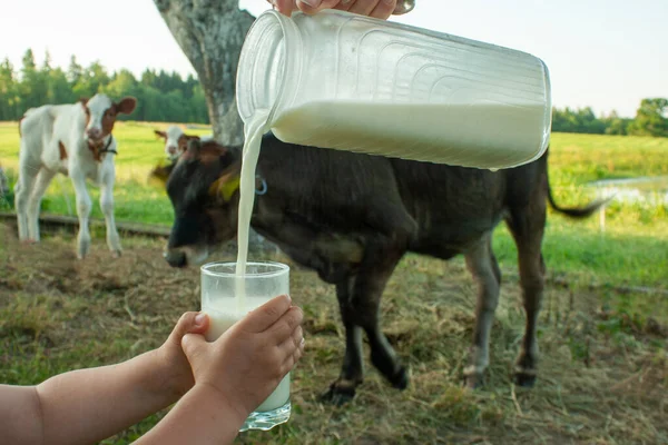 Сире Молоко Наливається Глечика Склянку Утримувану Дитячими Руками Сільському Фоні Стокове Зображення