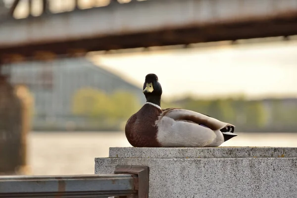 Mallard duck drake sits on the city embankment and rests. Life of wild birds in an urban environment.