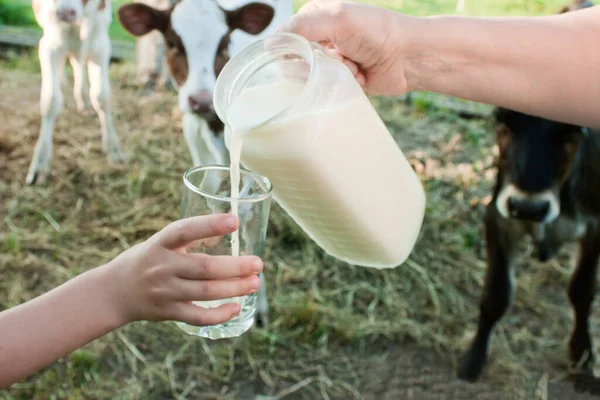 牛奶从罐子里倒入孩子们手拿着的杯子里 放在乡村的背景下 旁边放着牛犊 — 图库照片