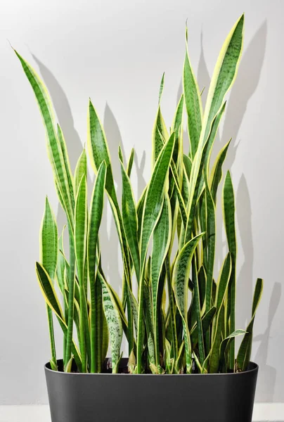 Grüne Sukkulente Sansevieria Trifasciata Immergrüne Zierschlangen Innenbereich Pflanzen Sie Topf — Stockfoto