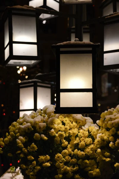 İklim değişikliği, soğuk hava ve ilgili sorunlar sırasındaki kar yağışı sonrasında gece sokak fenerleri ve çiçekler karla kaplı.