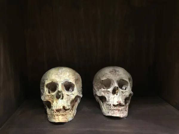 Kafatası tahta kutu içinde