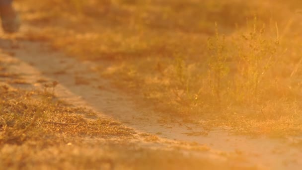 Chica caminando por el camino, piernas de cerca, puesta de sol — Vídeo de stock