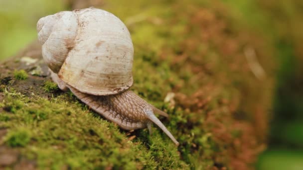 Caracol arrastrándose sobre el musgo — Vídeo de stock