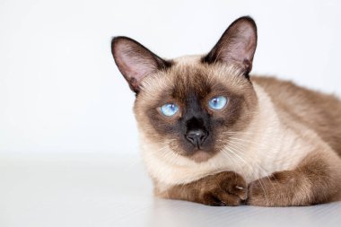 Evcil hayvan; siyam kedisi