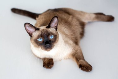 Evcil hayvan; siyam kedisi