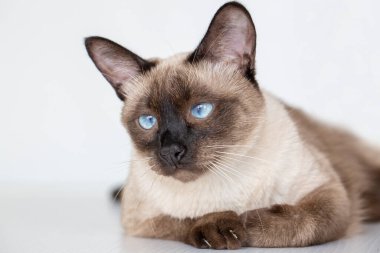 Evcil hayvan; siyam kedisi