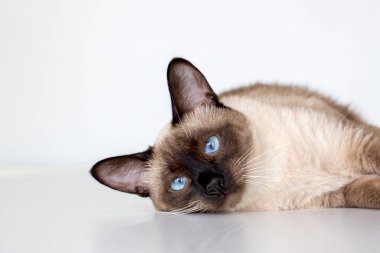 Evcil hayvan; siyam kedisi