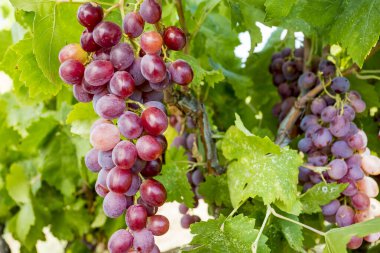 grapes in the vineyard, close up view