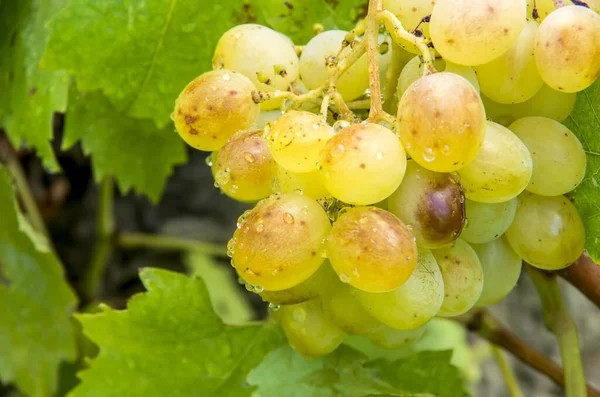 Vigneto Dell Uva Agricoltura Vigneti Turchia Smirne — Foto Stock