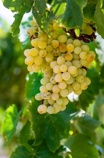 Uvas Orgánicas Frescas Viñedos Turquía Esmirna Foca —  Fotos de Stock